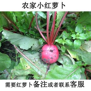 小萝卜新鲜白
