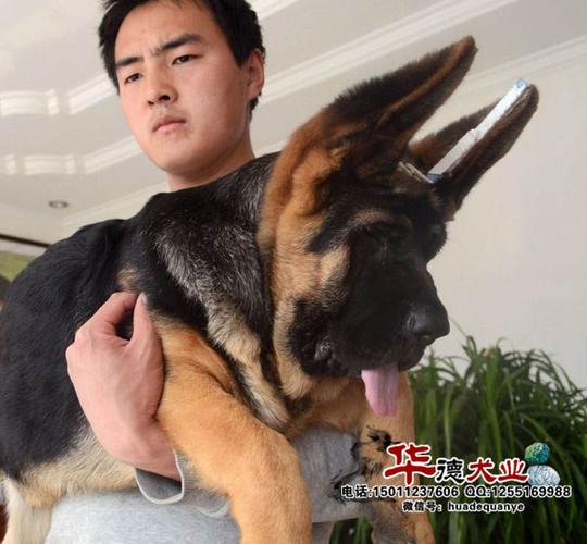 鄂州小德牧价格鄂州华德犬业德牧在线