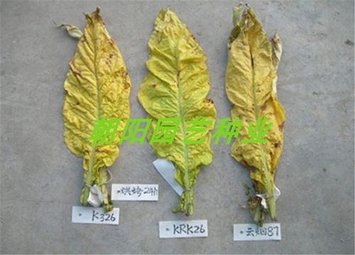 种子烟草云烟雪茄国际高端草种烟叶发芽家庭园艺种子