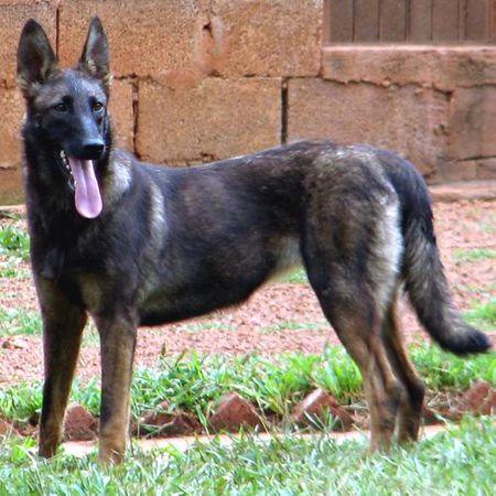 马犬和黑色昆明犬配出来会什么样子