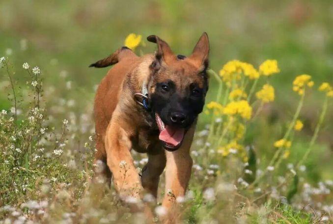 两个月的马犬喂什么好?