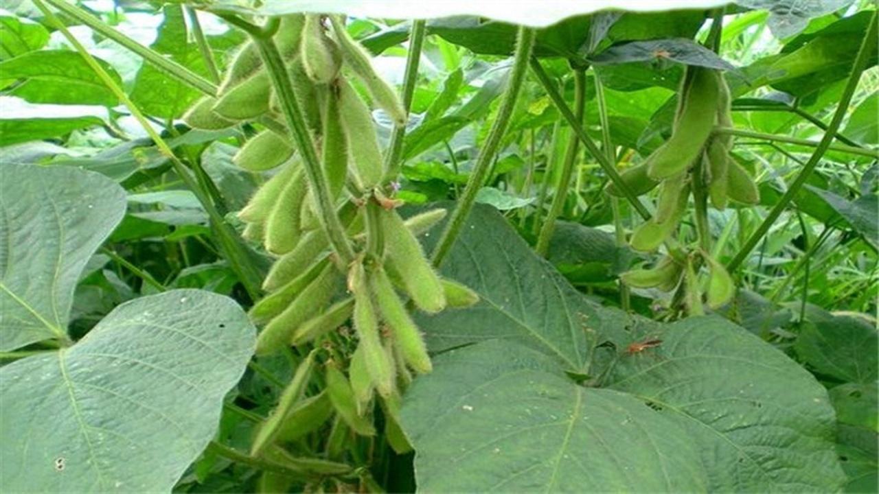 黄豆的种植方法与时间是什么