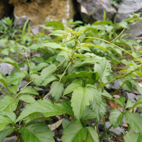 农村常见的植物:五叶藤,农民都当猪草喂猪,却不知药用价值__凤凰网