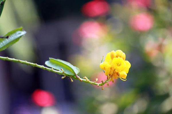 怎样才能虚化照片背景