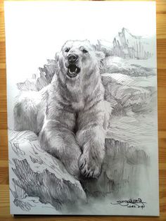 呆萌小木偶采集到北极熊