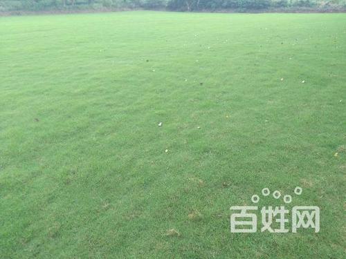 【图】- 自家种植草坪,物美价廉,欢迎来电咨询 - 南京鼓楼湖南路农林