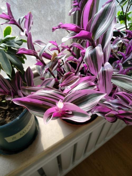 油画婚礼开花了_油画_婚礼_婚嫁_婚礼用品