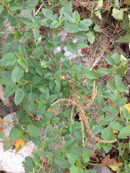 苋菜 ,原名:苋,别名:雁来红,老少年,老来少,三色苋,拉丁文名