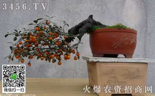 金弹子什么时间施肥金弹子盆景怎么养护