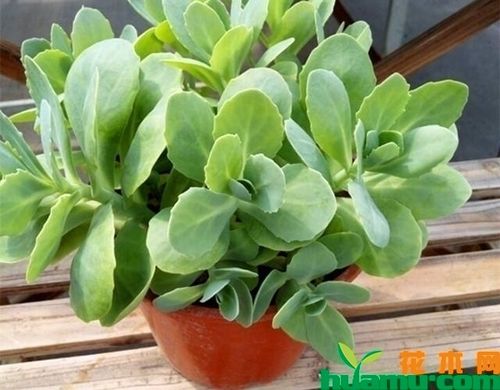 八宝景天开花吗八宝景天怎么养开花多