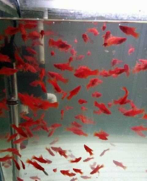 自己繁殖的红箭鱼