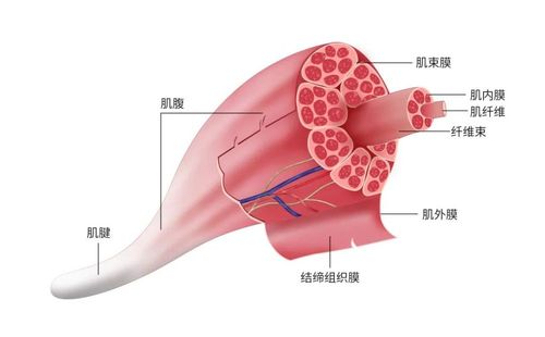 都是盆底康复,多了"筋膜"的治疗为什么会事半功倍?