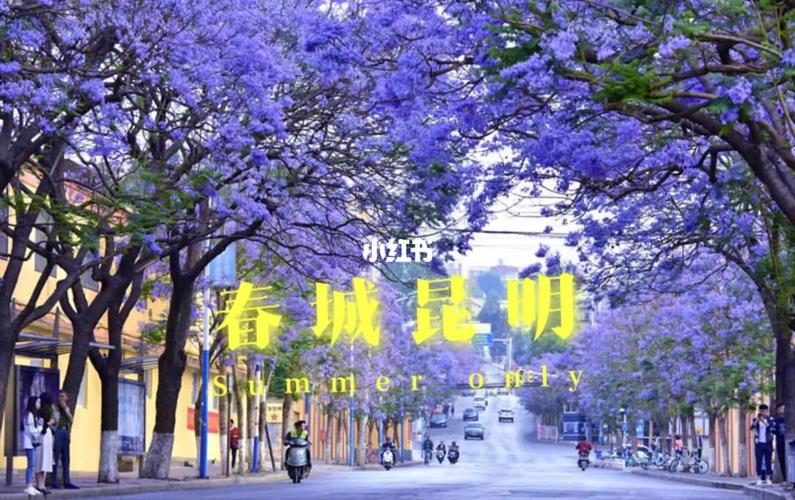 夏日避暑好去处|"春城"昆明欢迎你_夏天去哪玩_避暑_蓝花楹_昆明攻略