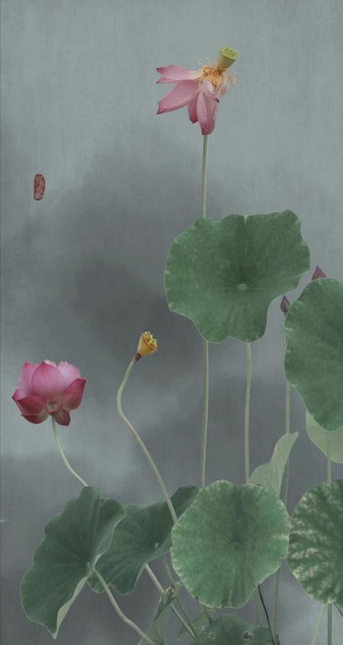 十丈芙蕖一镜天——素雅美艳的荷花工笔画作品欣赏(图