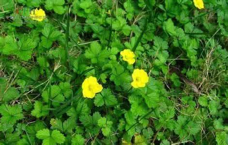 山东五叶委陵菜报价-哪里能买到划算的五叶委陵菜