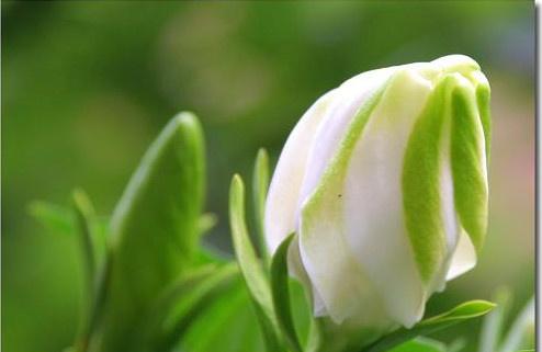 想念栀子花