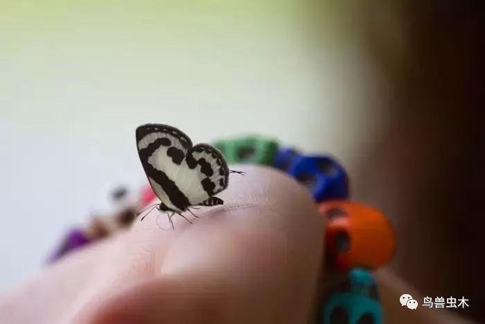 2019春季|超变态蝴蝶