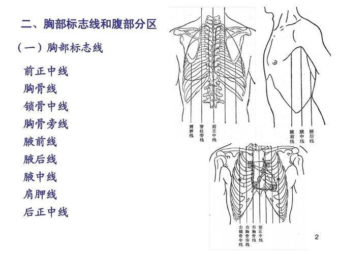 (一)胸部标志线 前正中线 胸骨线 锁骨中线 胸骨旁线 腋前线 腋后线