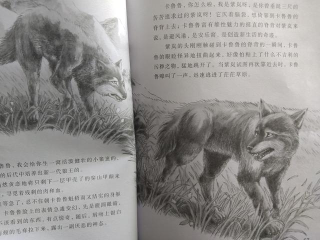 狼王梦第四章故事情节导读