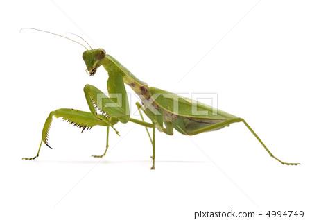 昆虫 宽腹螳螂 虫子