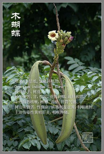[转载]木蝴蝶