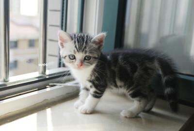 美国短毛猫,又称美洲短毛虎纹猫,是美国人把欧洲猫与美洲大陆的土种猫