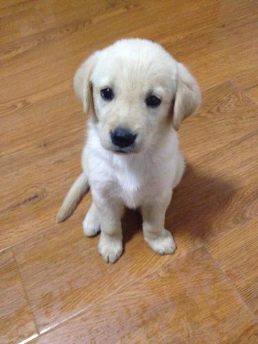 请问这是不是拉布拉多纯种吗?是不是串串?两个月大