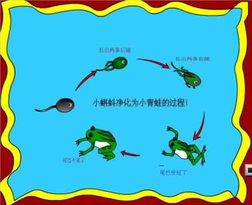 小蝌蚪怎么变成青蛙的手抄报怎么画手抄报