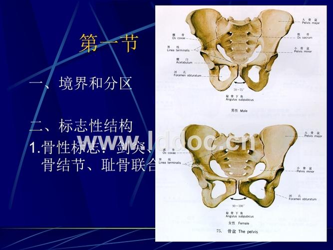 耻骨弓在哪个位置图片