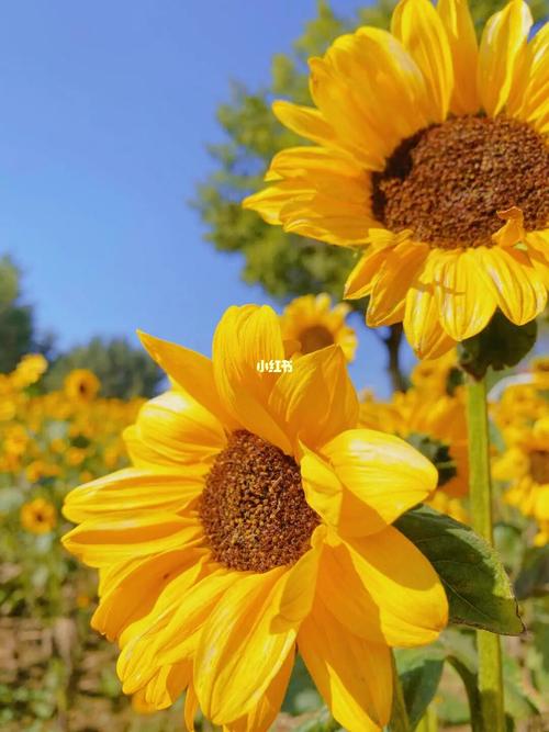 不要错过秋天最后的一片向日葵花海97_油菜花_景点