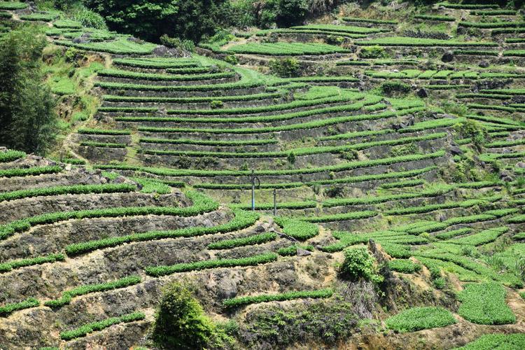 安溪茶山(感德高坪头)