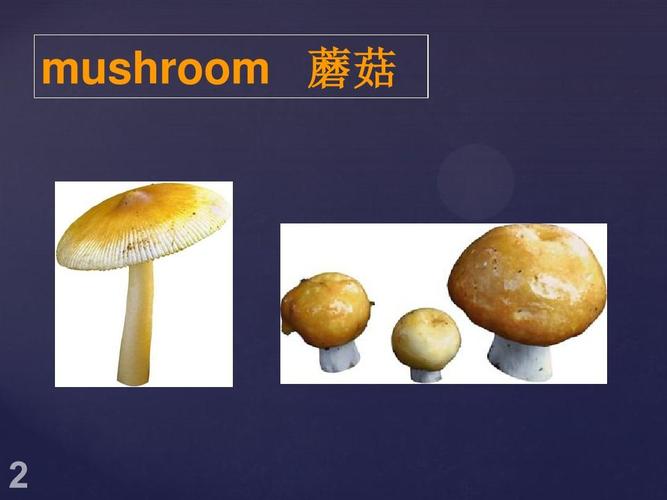 水果英语大全 动物水果蔬菜 水果蔬菜名称大全 水果蔬菜英语单词 作文