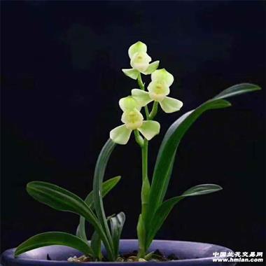 掌上明珠岀艺 - 中国兰花交易网