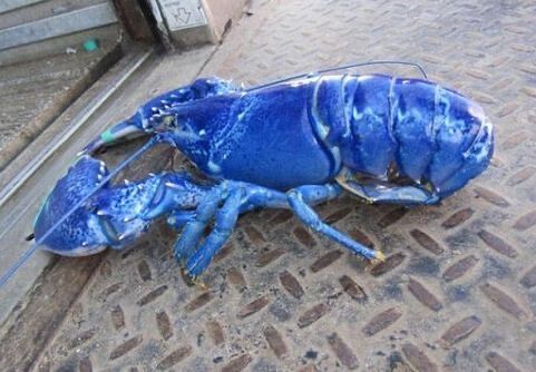 胶东多地海边现蓝色的虾,你知道是什么品种吗?