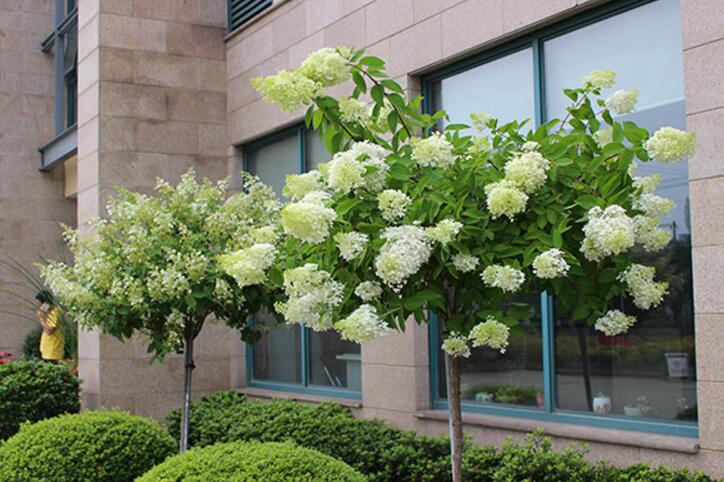 园艺界"棒棒糖",庭院花园的首选植物!