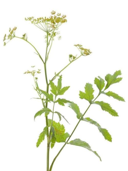 中药材防风的栽培技术,你可有了解,看看这里吧