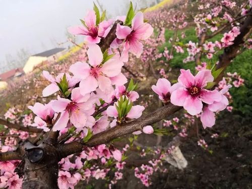 建湖县,桃花,桃树,桃园