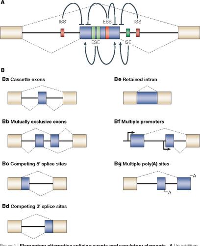 rna splicing