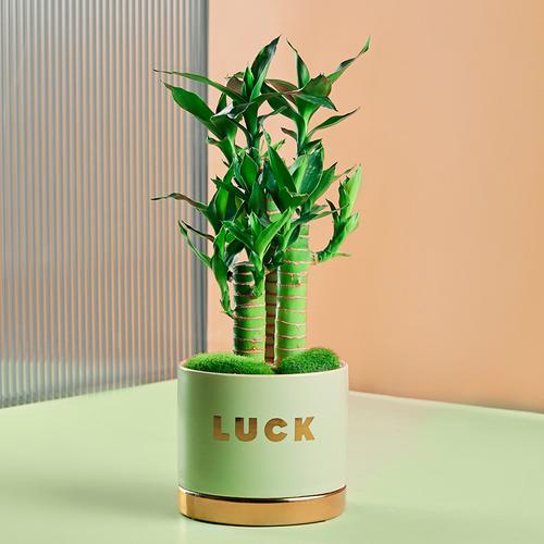 富贵竹水养植物办公室桌面转运竹节节高竹子四季常青好养绿植盆栽