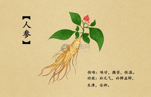 中草药人参插画