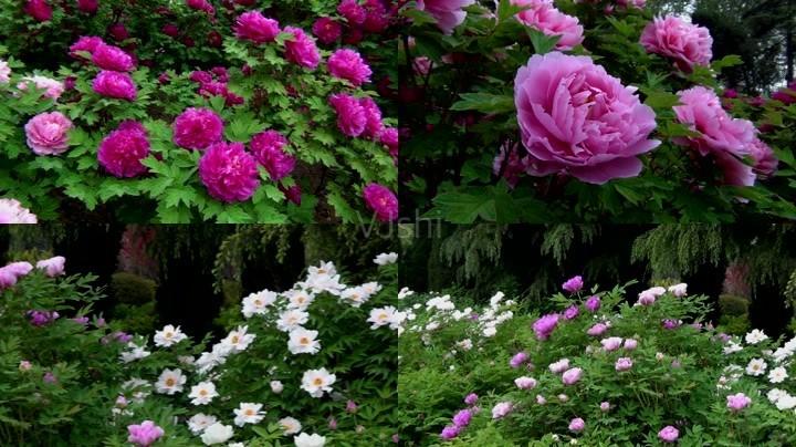 洛阳牡丹花正艳