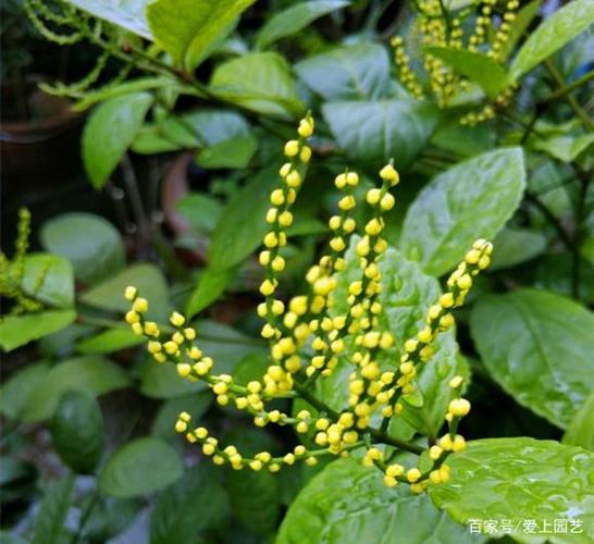 "阴不死的珠兰"花如珍珠,馥郁如兰,一棵就能芳香盈室!