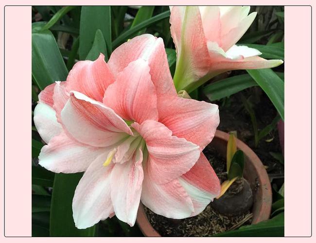 圣茵朱顶红 进口朱顶红重瓣种球 粉色荣耀