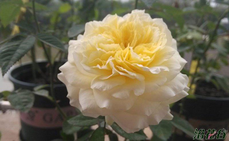 月季-快拳(kaikyo)