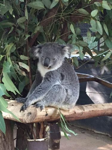 下午自驾前往龙柏考拉园 lone pine koala sanctuary;这里是世界最大