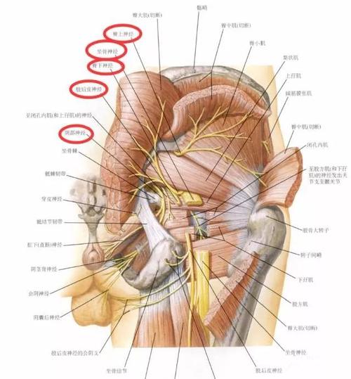 分支包括臀上神经,臀下神经,阴部神经,股后皮神经和坐骨神经.