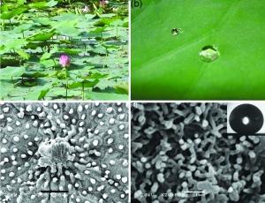 植物仿生学实例绪论.docx