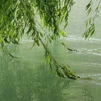 关于柳树的微信头像【点击鼠标右键下载】