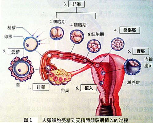 图1 人卵细胞受精到受精卵卵裂植入的过程