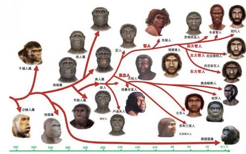 智人#